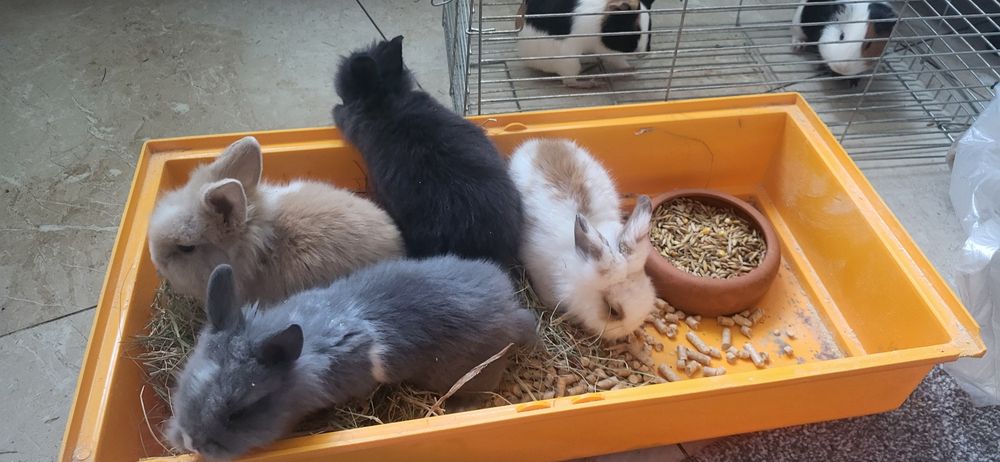 Декоративні кролики