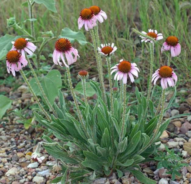 JEŻÓWKA WĄSKOLISTNA Echinacea - sadzonki w doniczkach