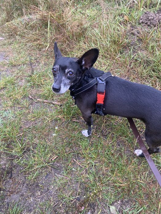 Suczka ok 4-5 letnia do adopcji za darmo