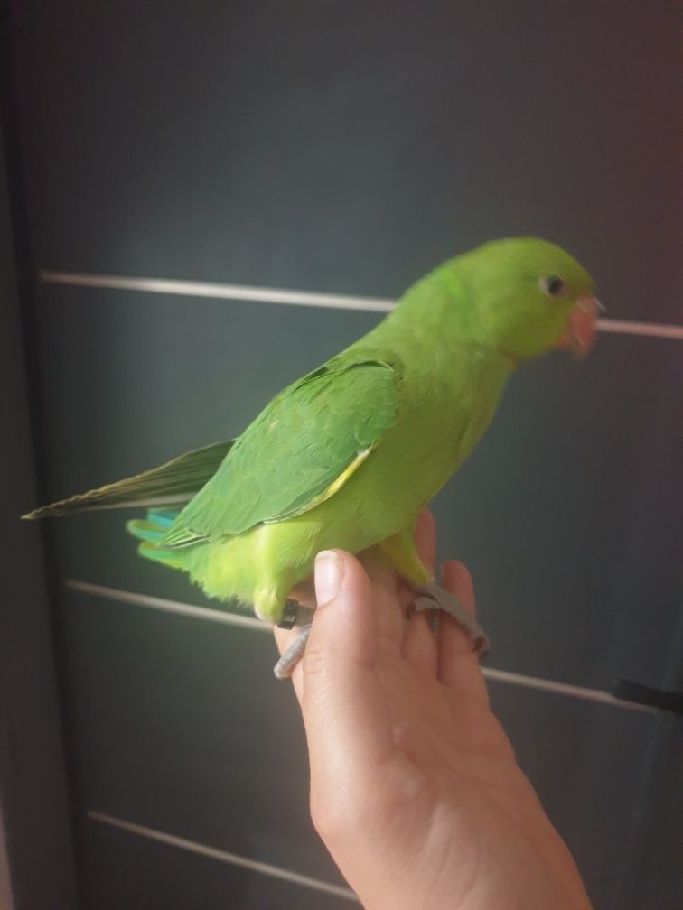 Ring necks domesticados