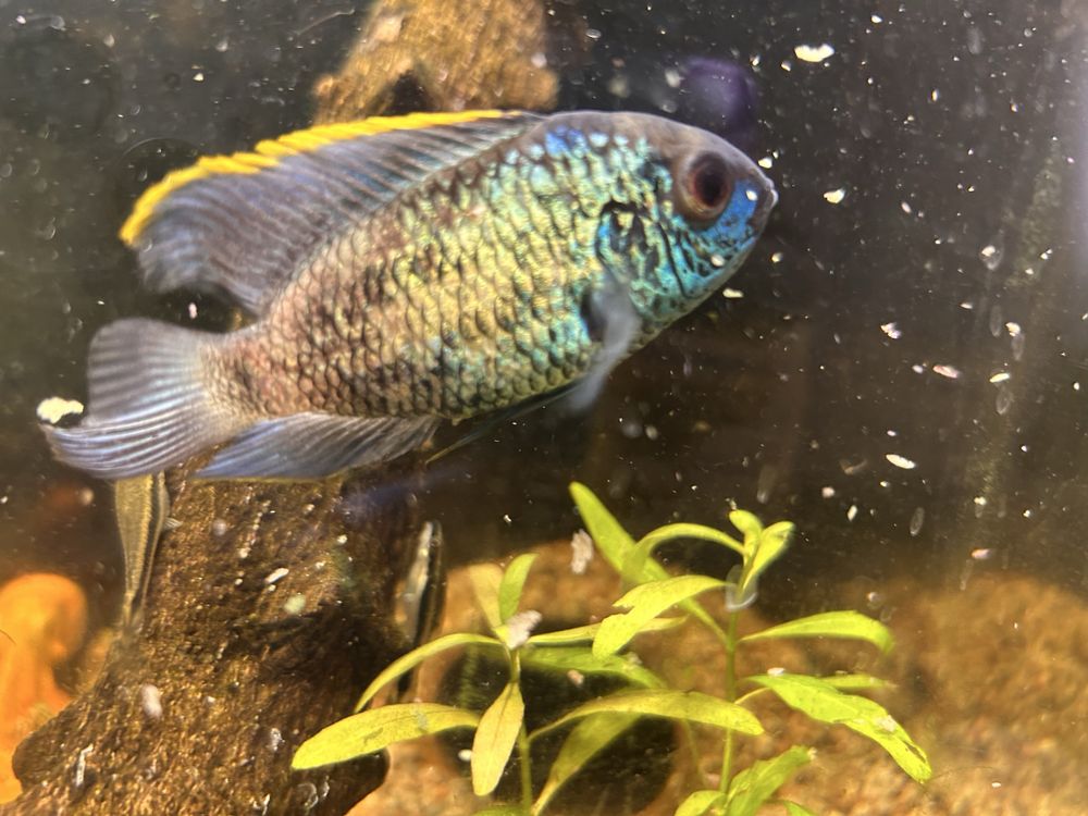Akara electric blue (para)
