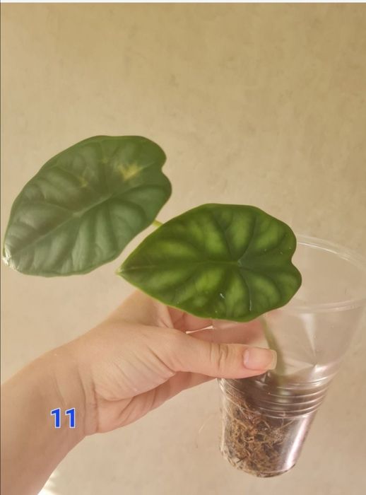 Алоказія фрайдек, гетерофіла, дрегон