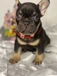 Lindo menino buldogue  frances