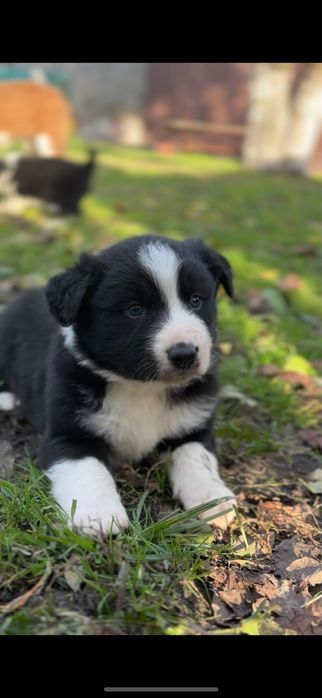 Szczeniak Border Collie piesek biało czarny