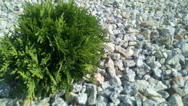 Grys granitowy dalmatyńczyk szary kamień naturalny z dostawą i głaz