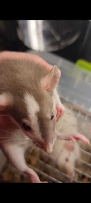 Девочка Дамбо Хаски крыса