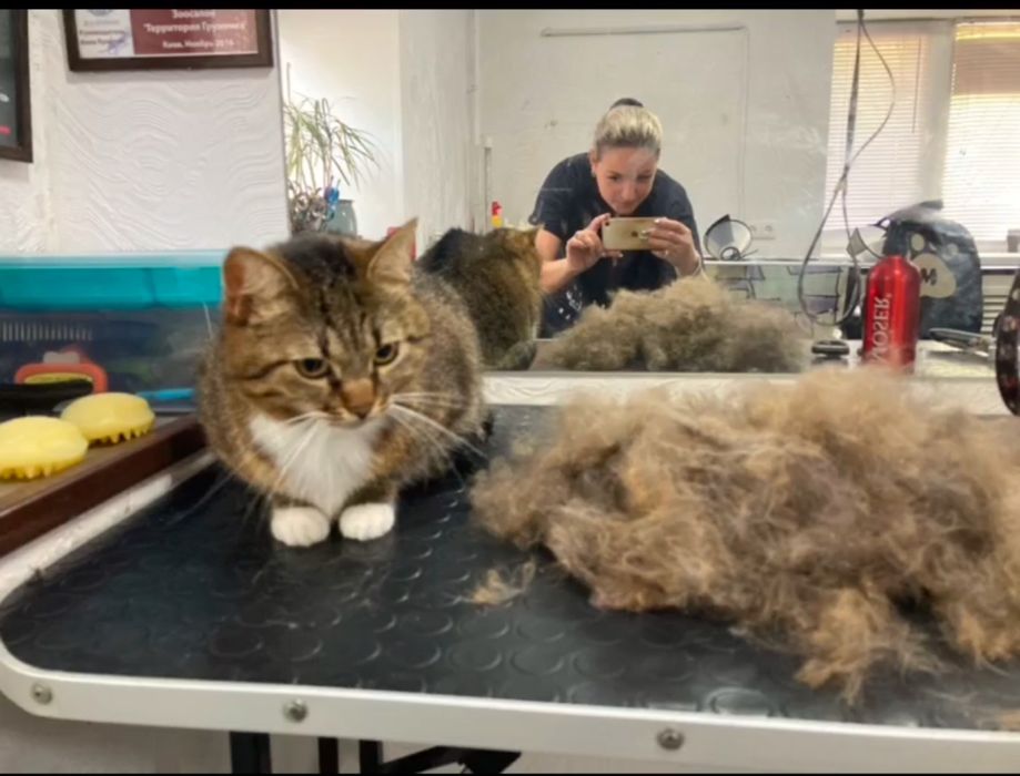 Груминг котиков