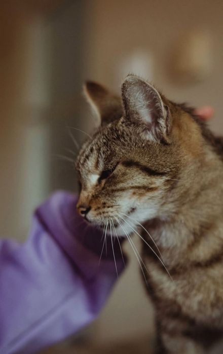 Cudowna przekochana koteczka szuka domu