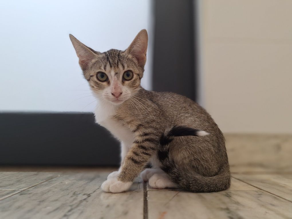 Hilda, para adoção