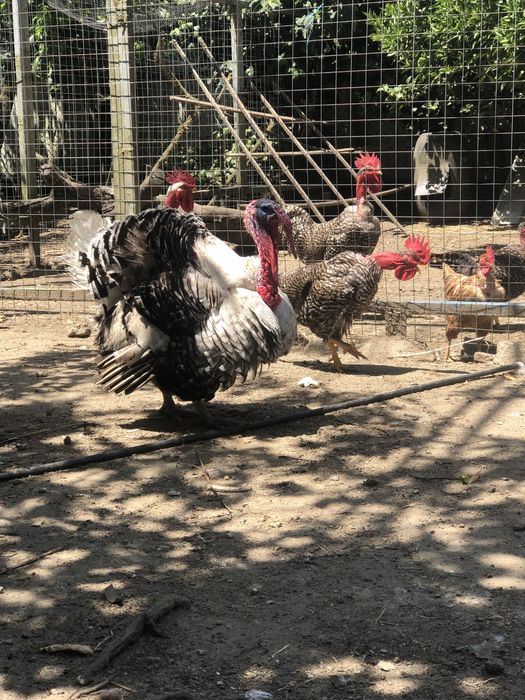 Galos de raças autóctones portuguesas.
