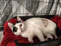 Spokojna koteczka Śnieżka do adopcji