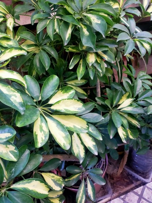 Planta de interiores bem como exterior