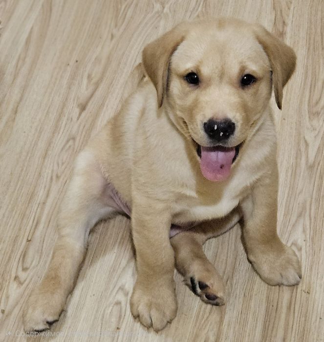 Продаются щенки лабрадора палевого окраса!