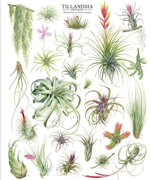 Plantas Aéreas várias desde 4€.