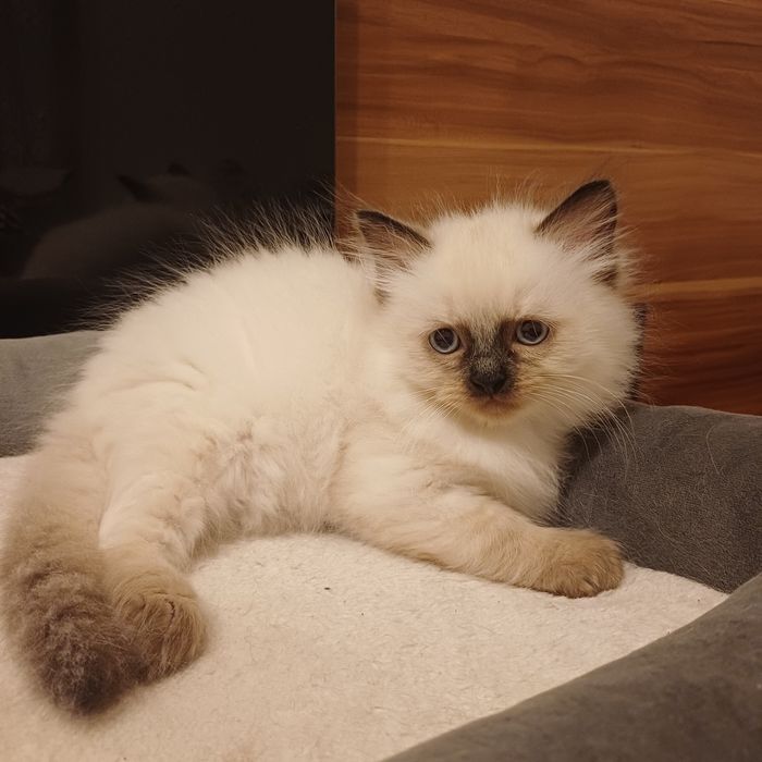 Kotek ragdoll piękny gotowy do zmiany domku