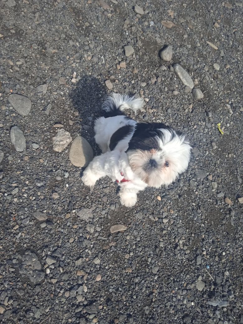 Witam posiadam szczeniaka z rasy shih tzu