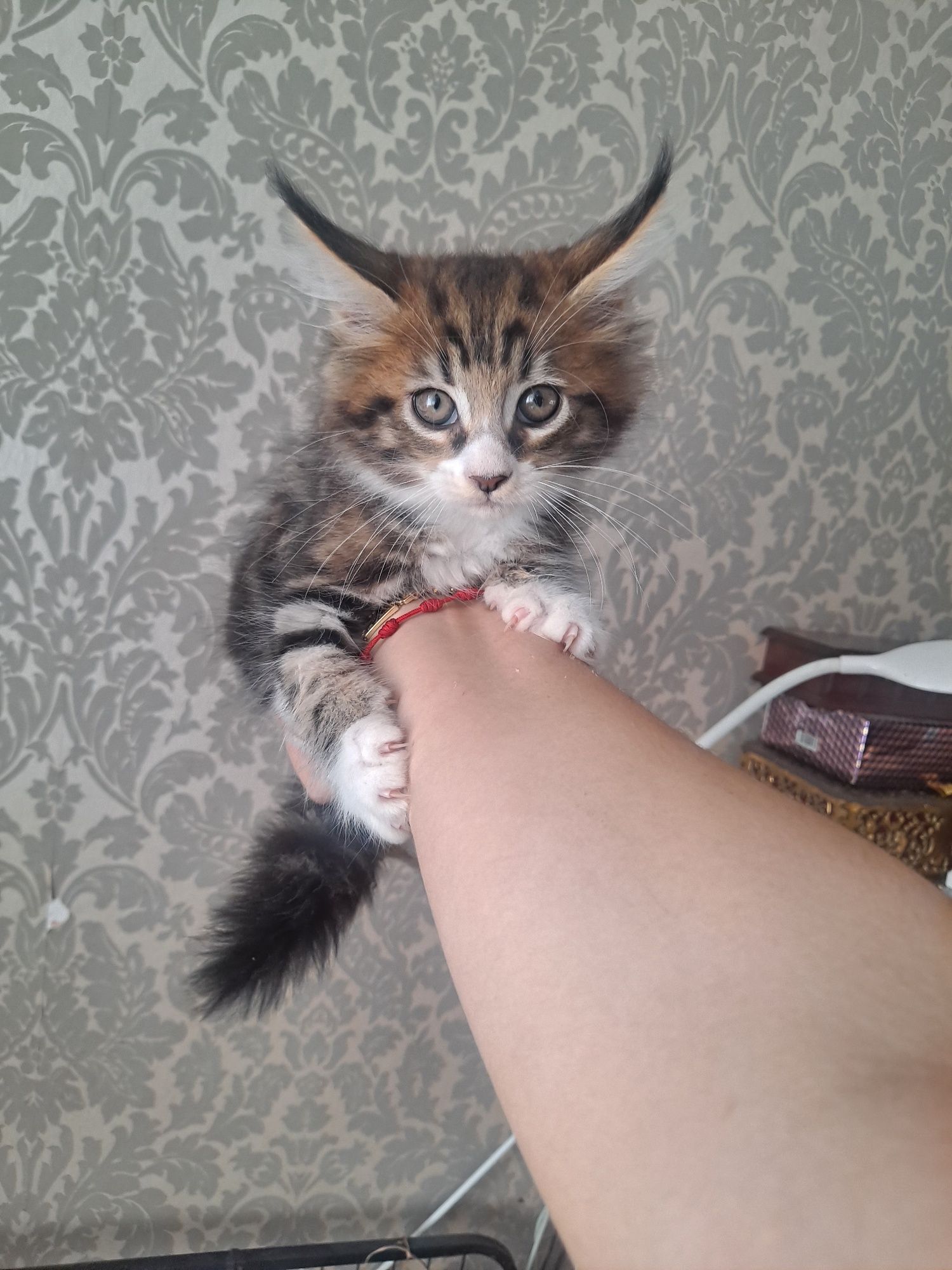Kocurek maine coon