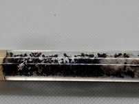 Kolonia mrówek Messor barbarus 30-50 robotnic