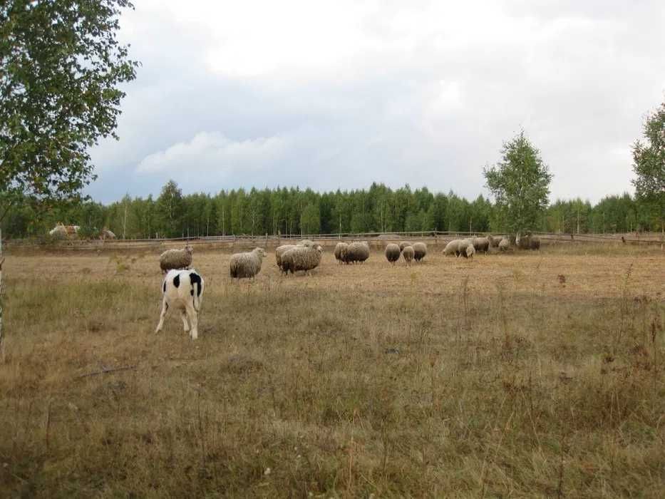 Продаж землі.Брусилів.Київ.Житомир.Радомишль.Макарів.Область.Траса.Е40