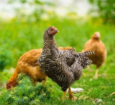 Інкубаційні Яйця ЛОМАН ВАЙТ