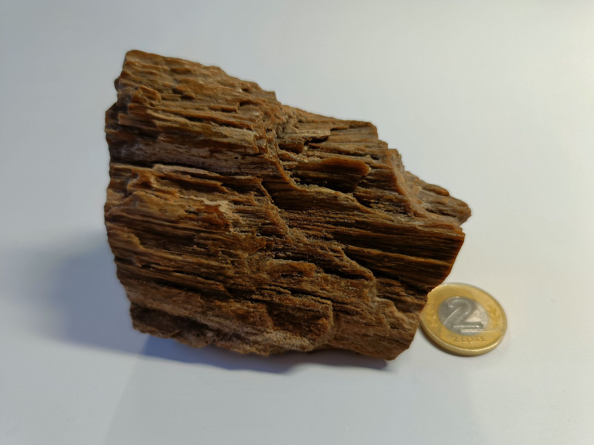 Naturalne Drzewo skamieniałe w formie bryły nr 1