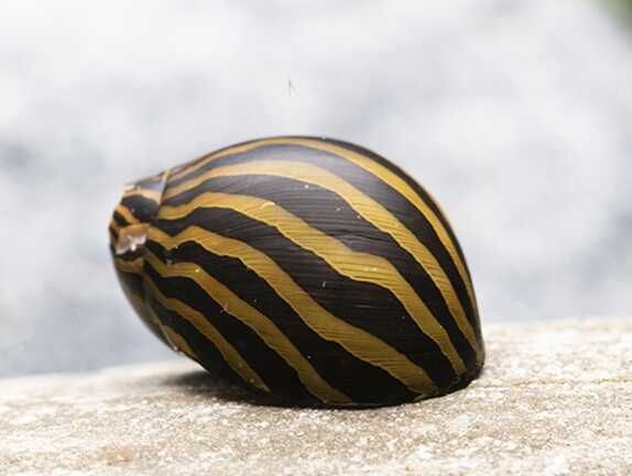 GB Slimak Neritina Zebra - dowóz ryb!