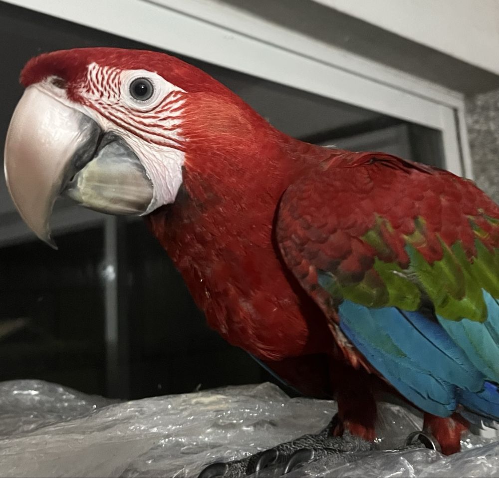 Arara vermelha macho (ara chloropterus)