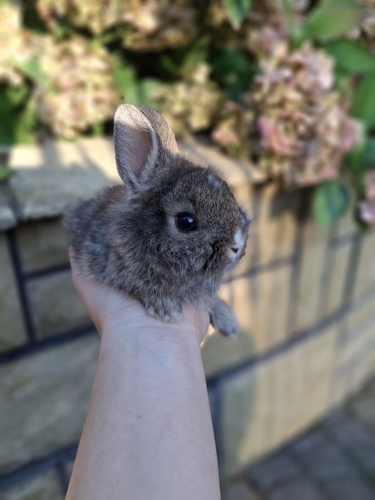 Karzełek Teddy ! Oswojone maluchy! Różne kolory !