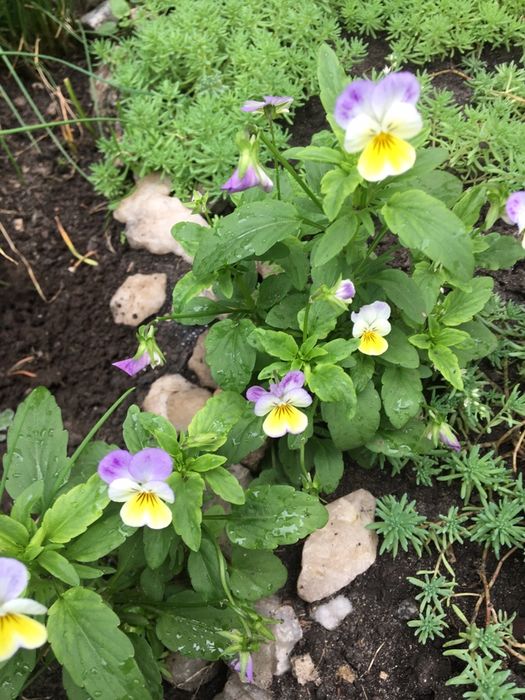 Цветы садовые