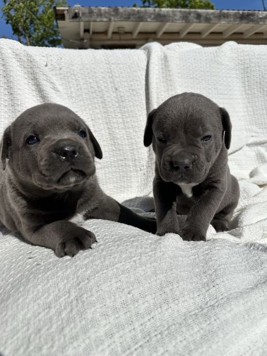 Елітний голубий щенок кане корсо Брайн, 1 місяць