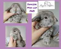 Królik króliczek mini lop hodowla zarejestrowana 910-P Majowe króliki