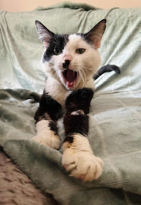 Kostek czekam na dom