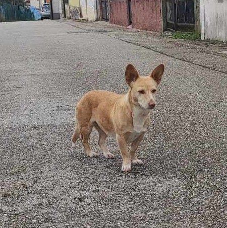 Leoa- cadela de porte pequeno para adoção responsável