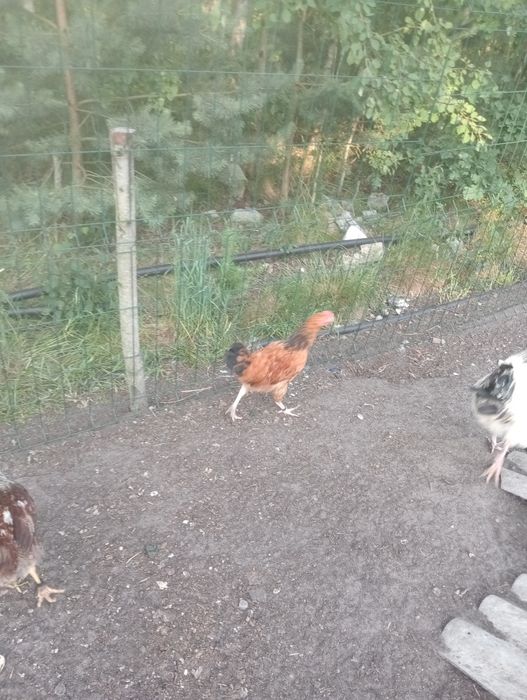 Witam sprzedam młode koguty
