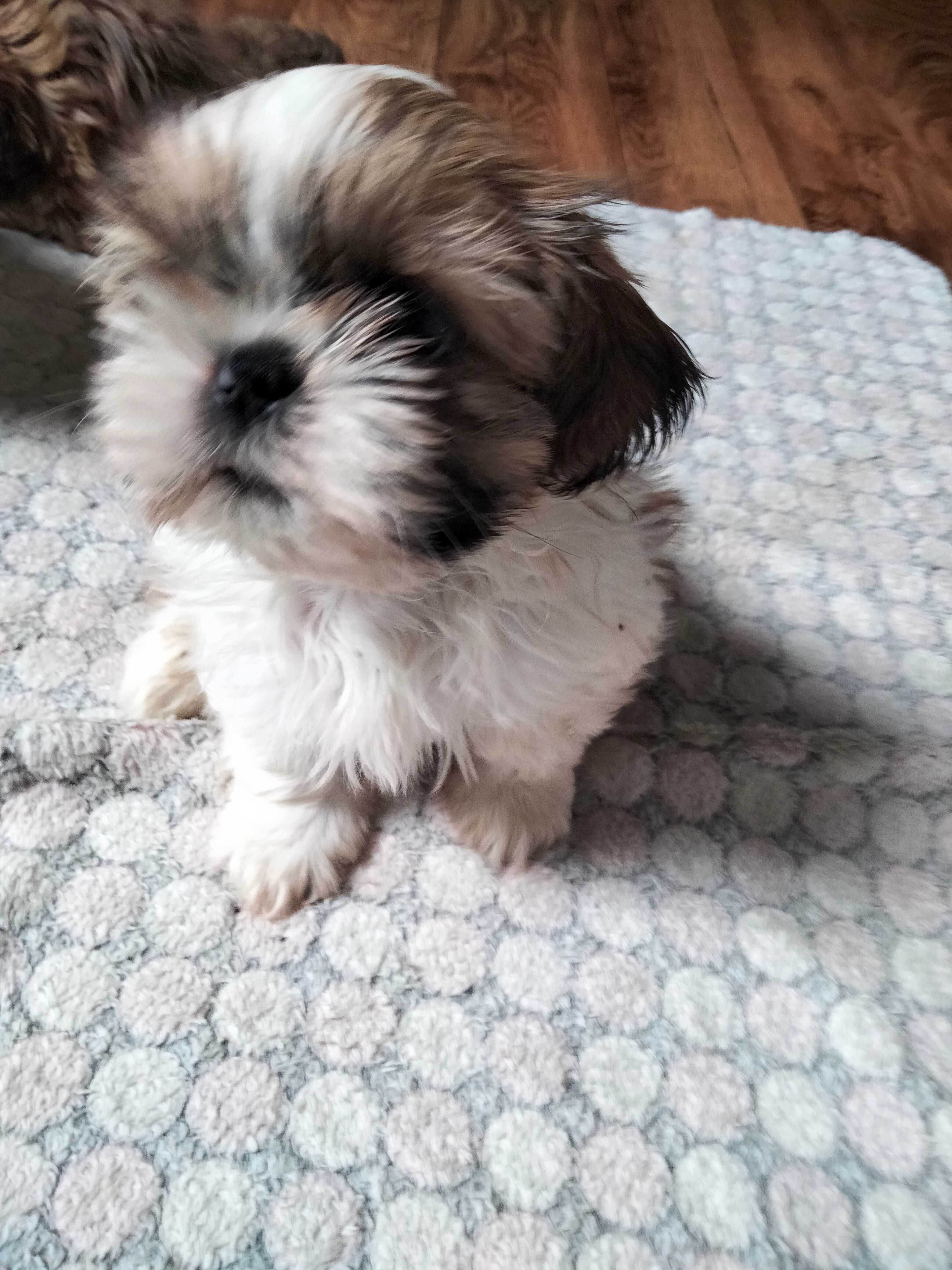 Śliczny piesek rasy Shih Tzu