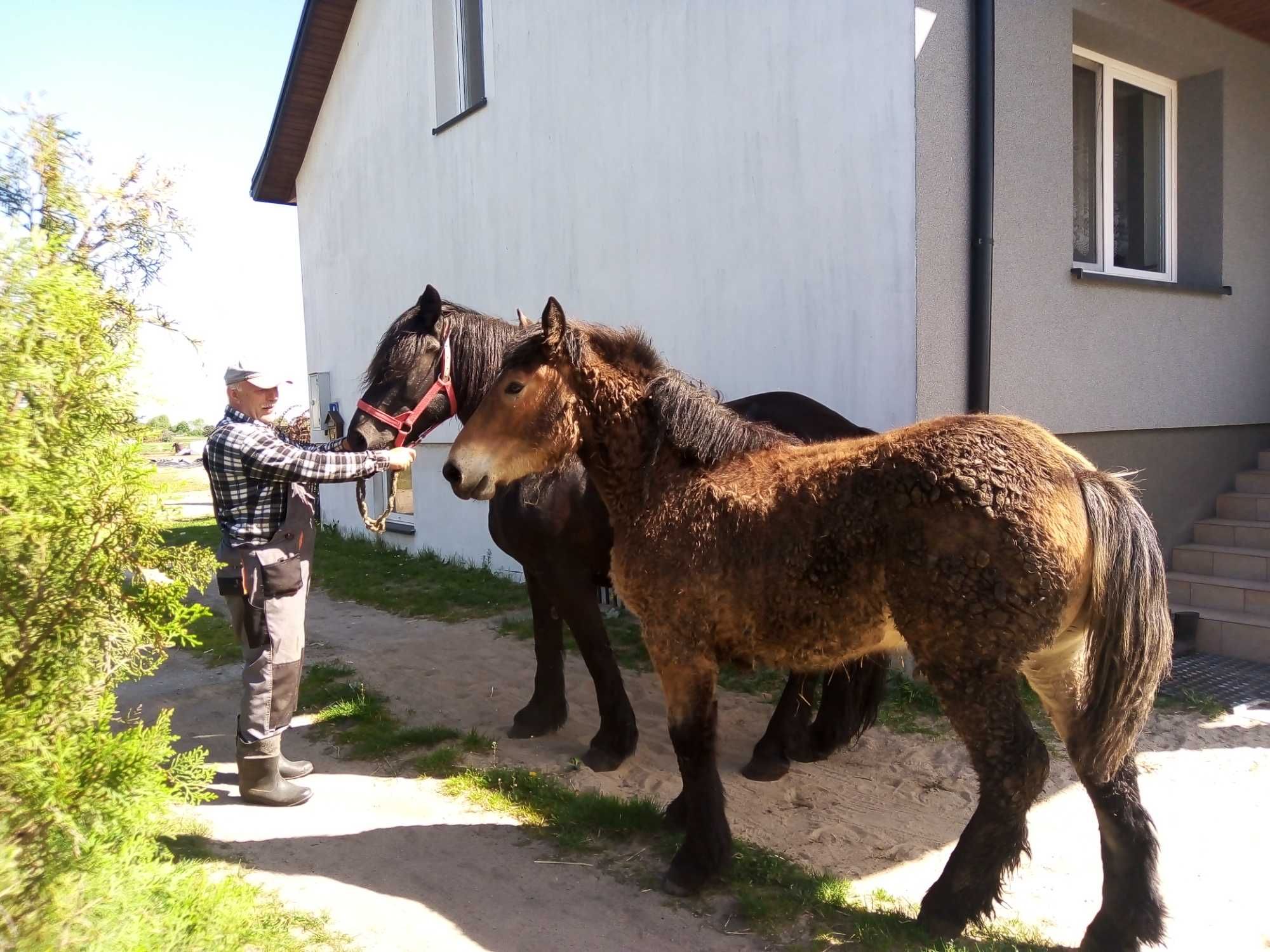 Źrebica zimnokrwista