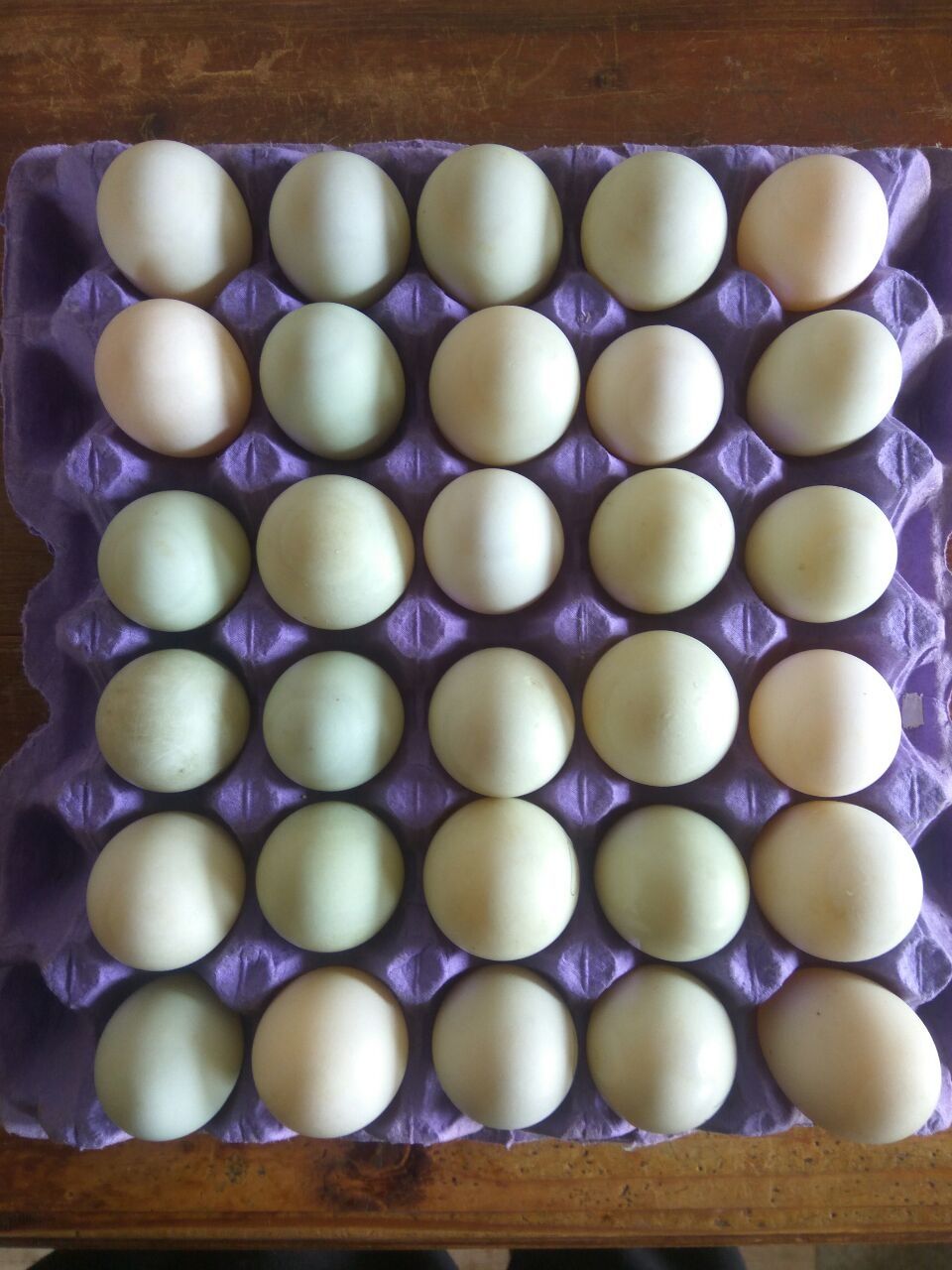 Яйця качачі поштучно для інкубації породи "Індійський бігун"