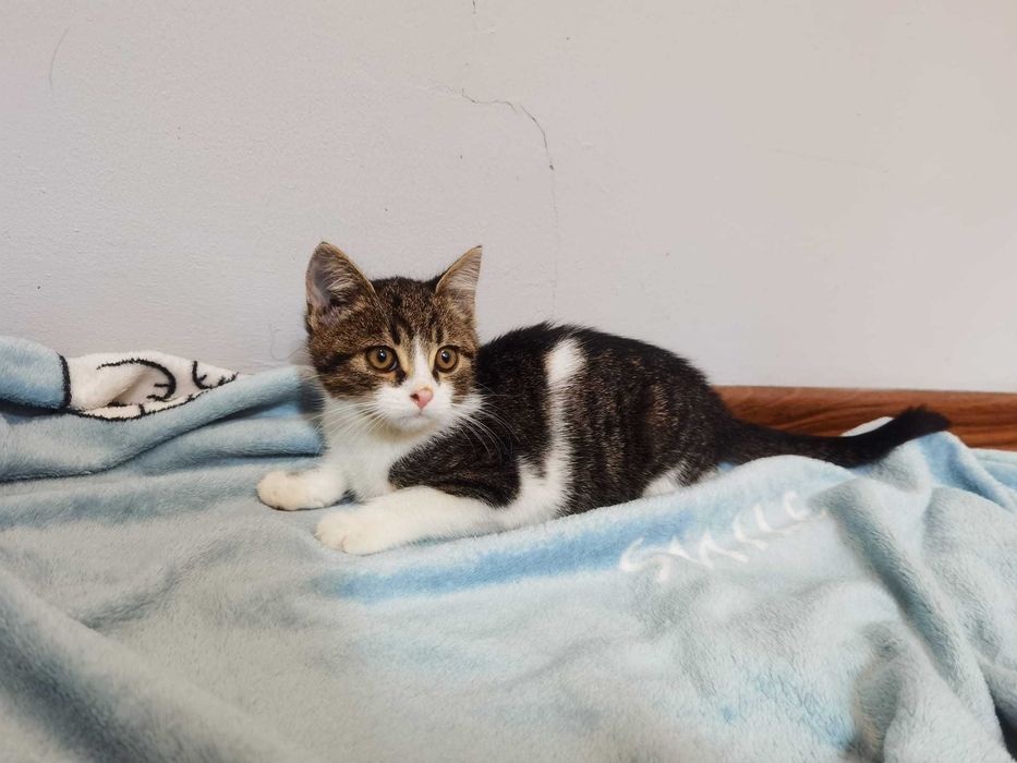 Rozbrykany koci maluch Dior czeka na swojego człowieka