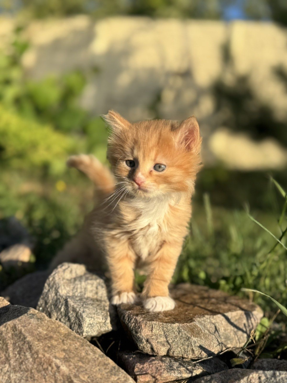 Отдам котят в добрые руки