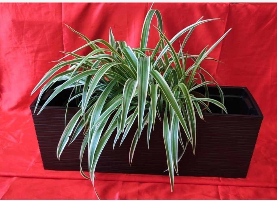 Хлорофітум Океан