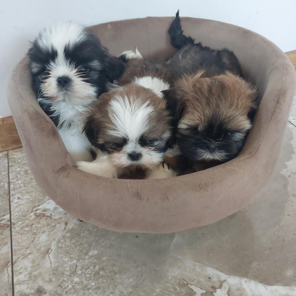 Sliczne shih tzu z rodowodem