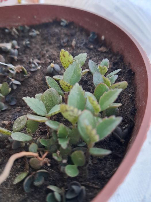 Калонхое малята каланхое