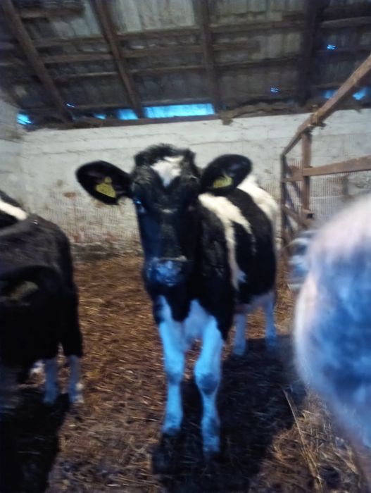 Sprzedam ładną jałówkę HF – 5,5 miesiąca, Płońsk