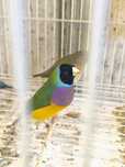 Diamantes gould prontos a criar