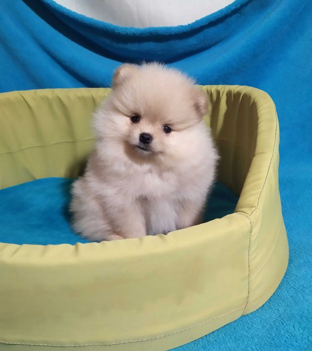 Нежная   пушинка