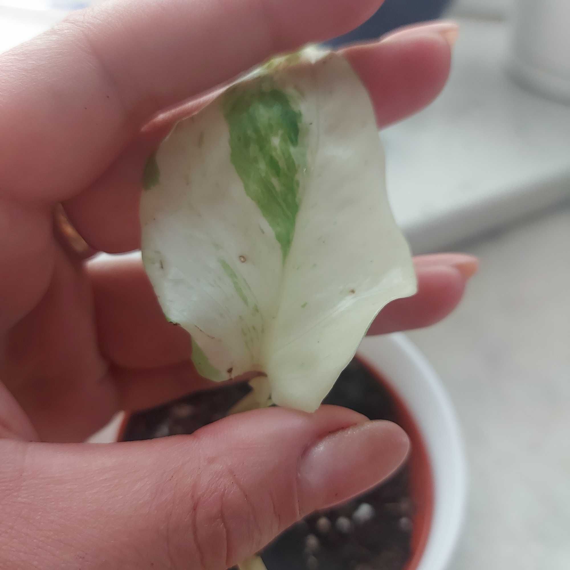 Epipremnum manjula happy leaf