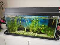 Akwarium 54 l neonki krewetki roślinki anubias