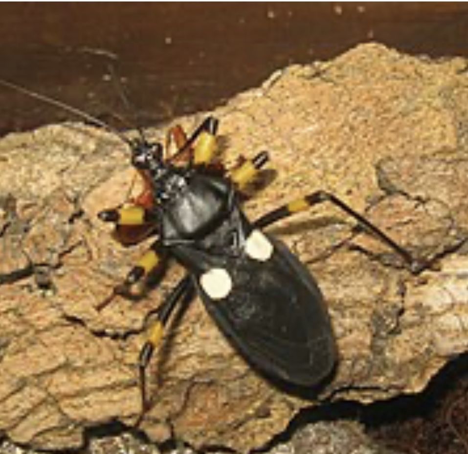 Dorosłe duze Pluskwiak dwuplamy (Platymeris biguttatus) terrarium