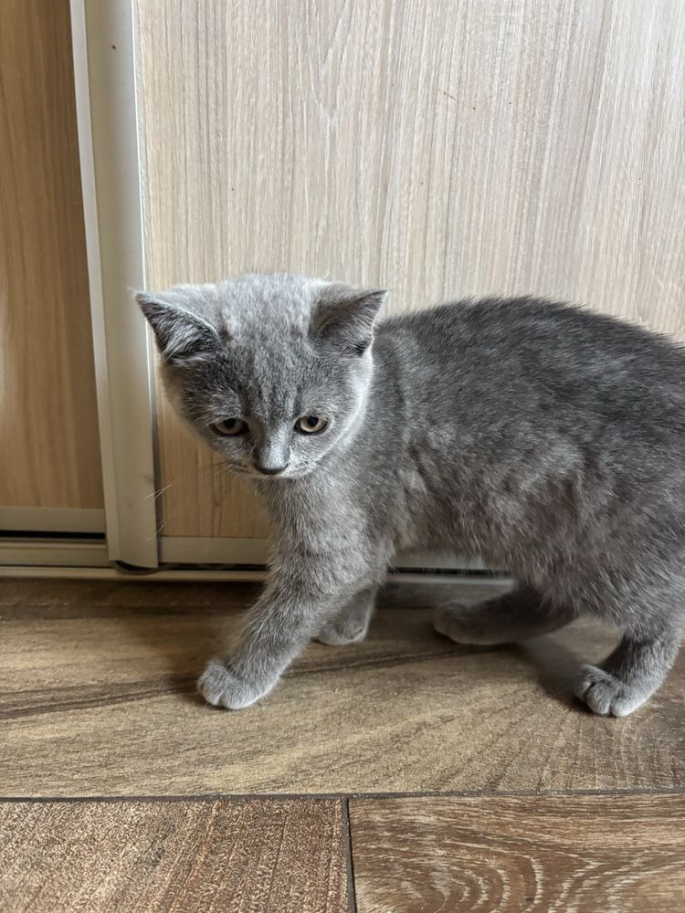 Kot brytyjski gotowy do odbioru