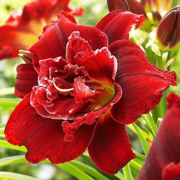 Liliowiec Hemerocallis Highland Lord